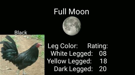 sabong lunar calendar 2024|Online Sabong.